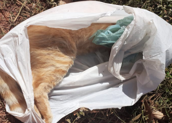 Moradores denunciam envenenamento de gatos em Corrente